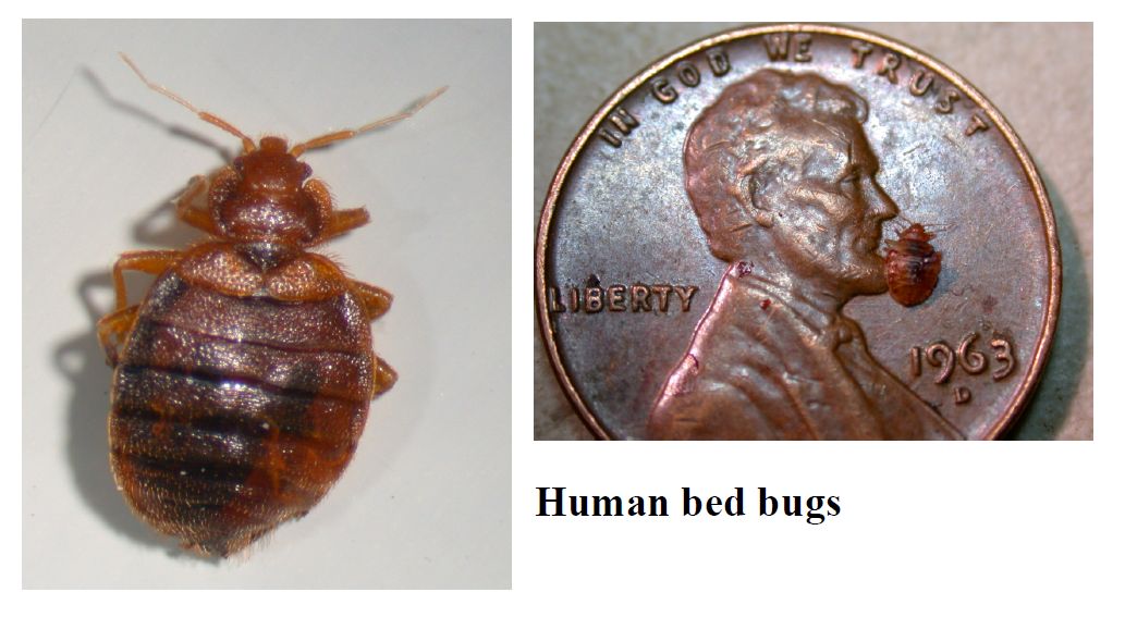 bed_bugs