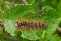 Spongy moth caterpillar (DNR)